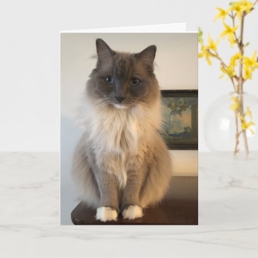 Furry Ragdoll Cat gut Karte (Gelbe Blume)