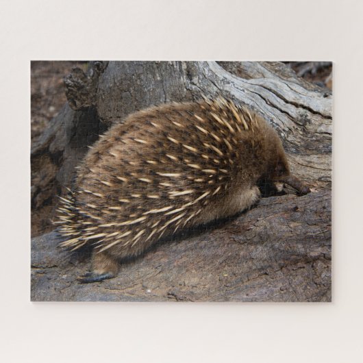 Furry Spiky Echidna Tierwelt, 520 Stück Puzzle (Horizontal)