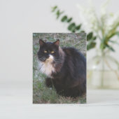 Furry Tuxedo Postkarte (Stehend Vorderseite)