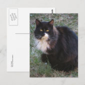 Furry Tuxedo Postkarte (Vorne/Hinten)