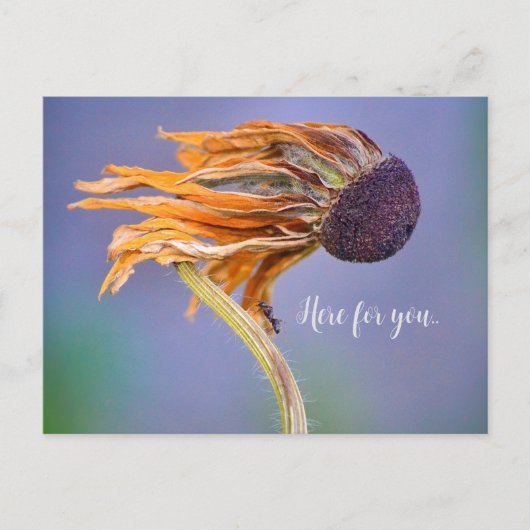 Fürsorge und Anteilnahme hier für dich Postkarte (Vorderseite)