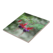Fuschia1A.jpg Fliese (Seite)