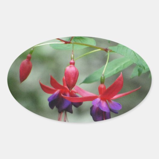 Fuschia1A.jpg Ovaler Aufkleber (Vorderseite)