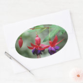Fuschia1A.jpg Ovaler Aufkleber (Umschlag)