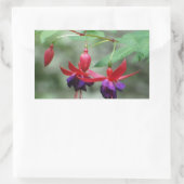 Fuschia1A.jpg Rechteckiger Aufkleber (Tasche)