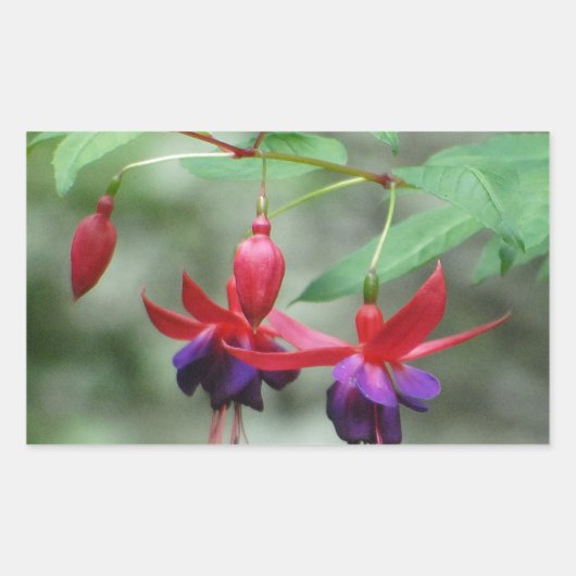 Fuschia1A.jpg Rechteckiger Aufkleber (Vorderseite)