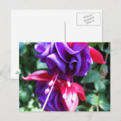 Fuschia 1 postkarte (Vorne/Hinten)