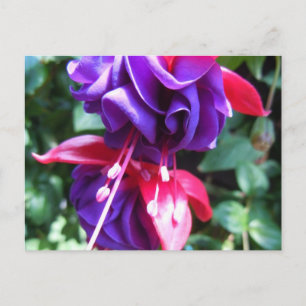 Fuschia 1 postkarte
