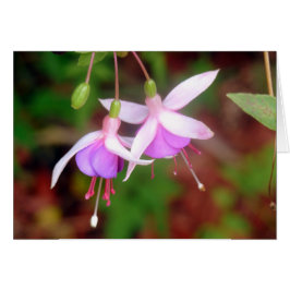 Fuschia Blume