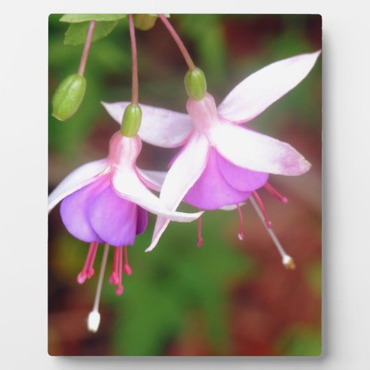 Fuschia Blume Fotoplatte (Vorderseite)