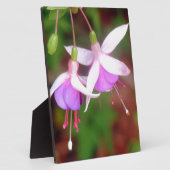 Fuschia Blume Fotoplatte (Seite)