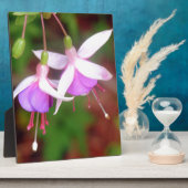 Fuschia Blume Fotoplatte (Seite)