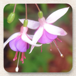 Fuschia Blume Getränkeuntersetzer