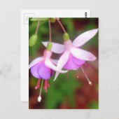 Fuschia Blume Postkarte (Vorne/Hinten)