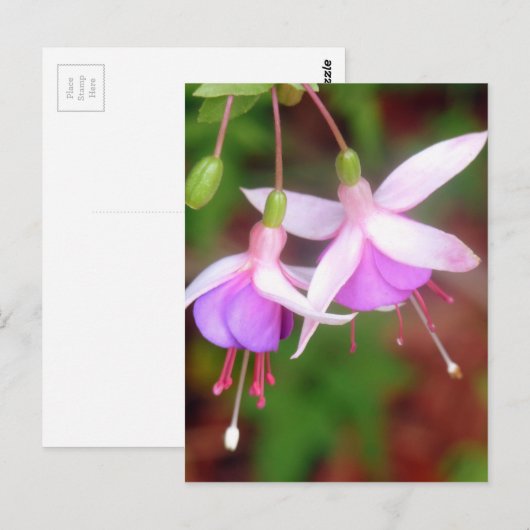 Fuschia Blume Postkarte (Vorne/Hinten)