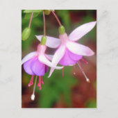 Fuschia Blume Postkarte (Vorderseite)