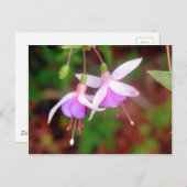 Fuschia Blume Postkarte (Vorne/Hinten)