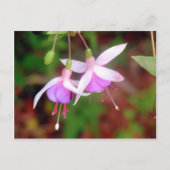Fuschia Blume Postkarte (Vorderseite)