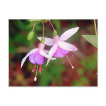 Fuschia Blume