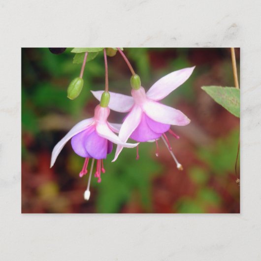 Fuschia Blume Postkarte (Vorderseite)