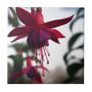 Fuschia Fliese