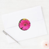 Fuschia Gerbera Daisy Sticker (Umschlag)
