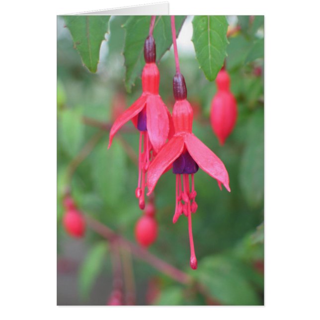 Fuschia, Irland (Vorne)
