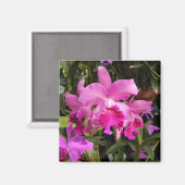 Fuschia Orchid Magnet (Vorderseite/Rückseite)