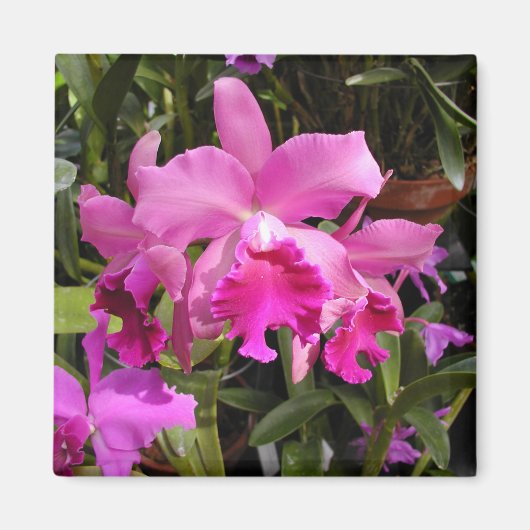 Fuschia Orchid Magnet (Vorne)