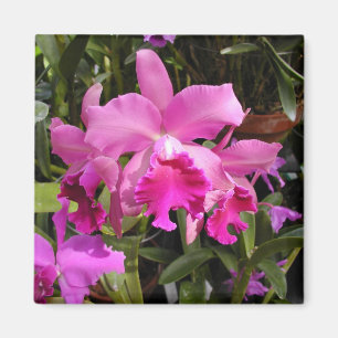 Fuschia Orchidee Magnet