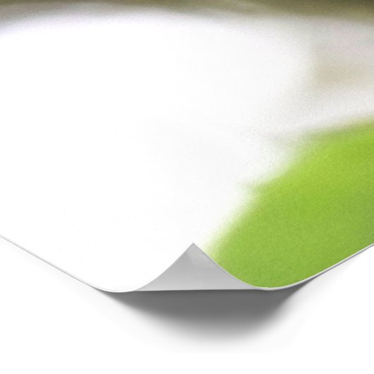 Fuschia Poster (Ecke)