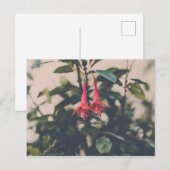 Fuschia Postkarte (Vorne/Hinten)