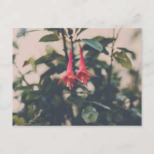 Fuschia Postkarte