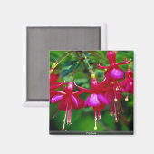 Fuschias Magnet (Vorderseite/Rückseite)