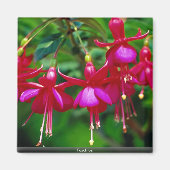 Fuschias Magnet (Vorne)