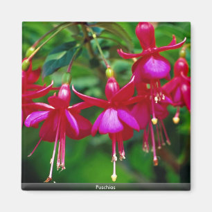 Fuschias Magnet