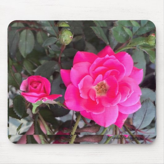 Fuscia Rose Mouse Pad Mousepad (Vorne)