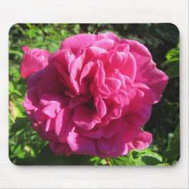 Fuscia Rugosa Rose, mehrfache Blumenblätter Mousepad