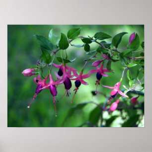Fushia in Bloom Poster
