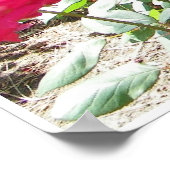 Fushia-Rose überall drucken Poster (Ecke)