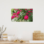 Fushia-Rose überall drucken Poster (Küche)