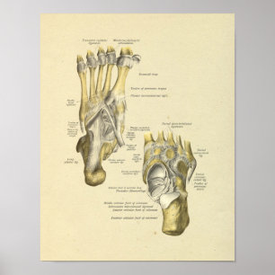 Fuß-Knöchel-Anatomie-Knochen-Gelenk-Druck Poster