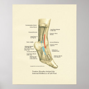 Fuß-u. Knöchel-Sehne-Anatomie-Plakat Poster