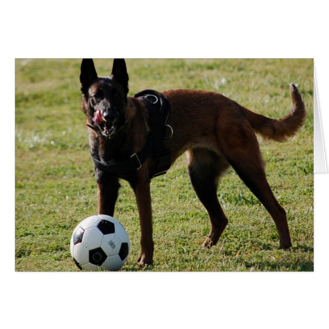 Fußball-Hund (Vorderseite (Horizontal))