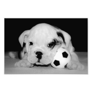 "Fußball-Welpen-" englische Bulldogge Fotodruck
