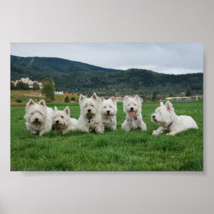 Fußball Westies Poster