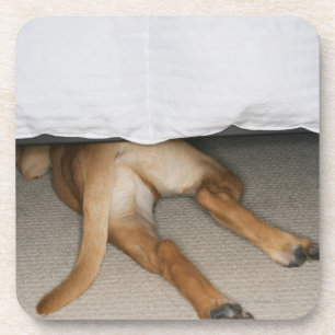 Füße und Schwanz des gelben Labradors verfolgen Getränkeuntersetzer