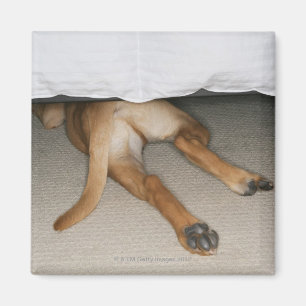 Füße und Schwanz des gelben Labradors verfolgen Magnet