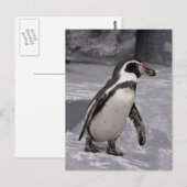 Fußgängerpinguin Postcard Postkarte (Vorne/Hinten)