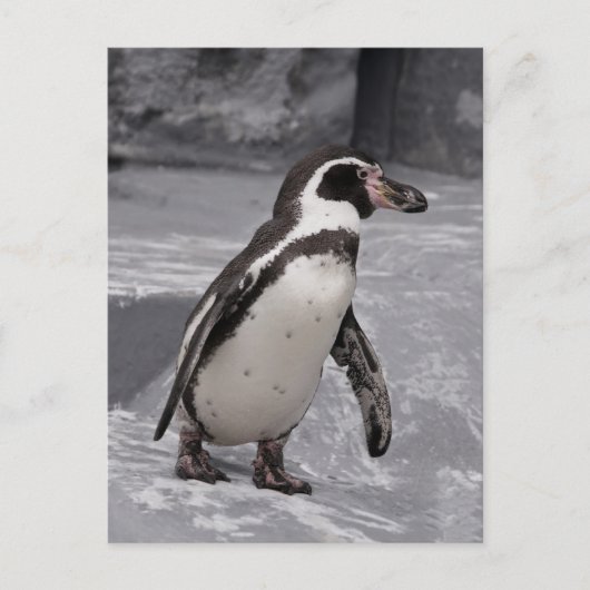 Fußgängerpinguin Postcard Postkarte (Vorderseite)